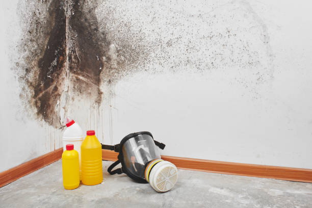 Best Health and Safety Mold Remediation in Worland, WY