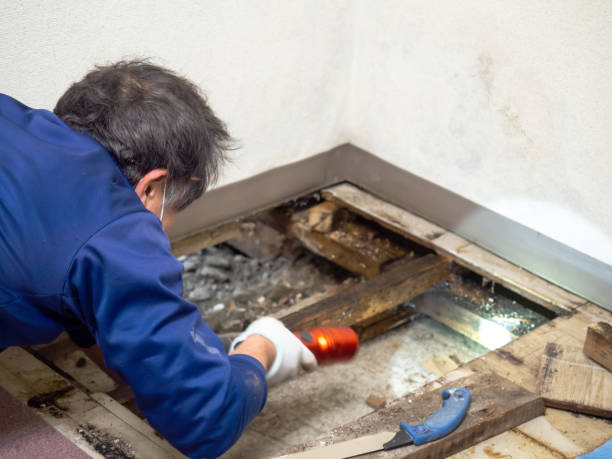 Best Commercial Mold Remediation in Worland, WY