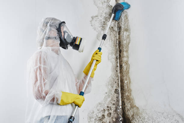 Best Preventive Mold Services in Worland, WY