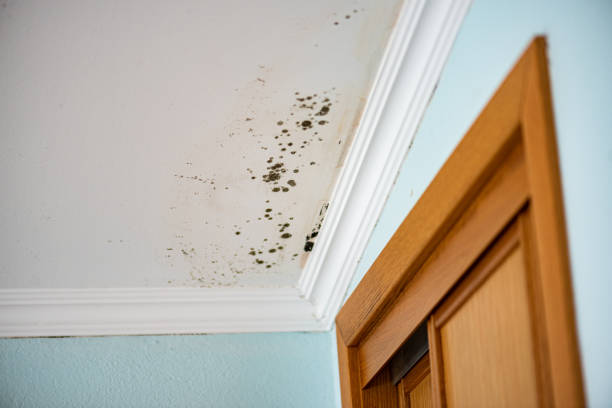Best Localized Mold Remediation (e.g., coastal areas, humid climates) in Worland, WY
