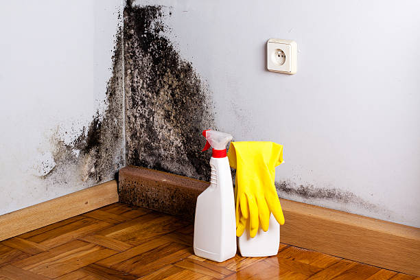 Reliable Worland, WY Mold Remediation Solutions