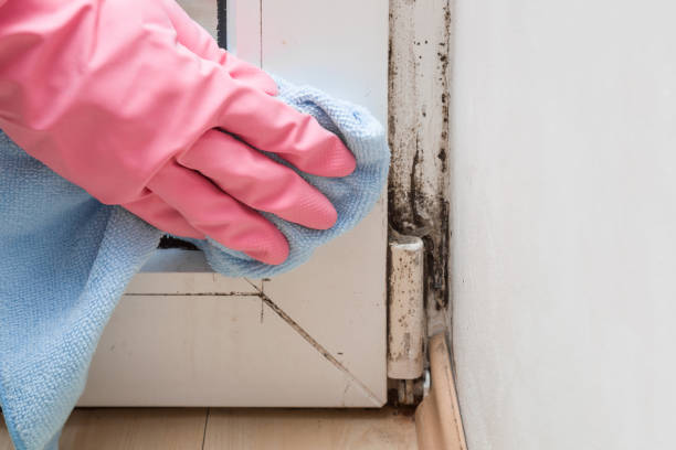 Best Preventive Mold Services in Worland, WY