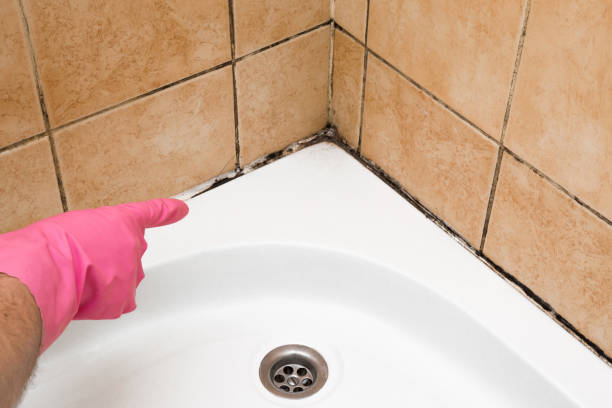 Best Industrial Mold Remediation in Worland, WY